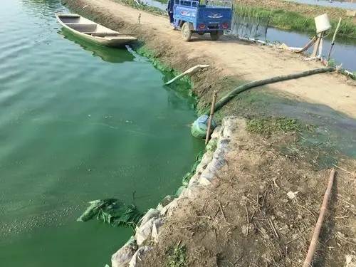 水产养殖疾病防治与水污染治理 践行“三用药”原则，守护蓝色粮仓