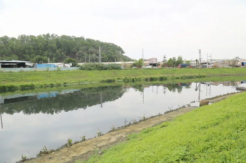 桥头加快推进水污染治理工作 坚决打赢治水攻坚战